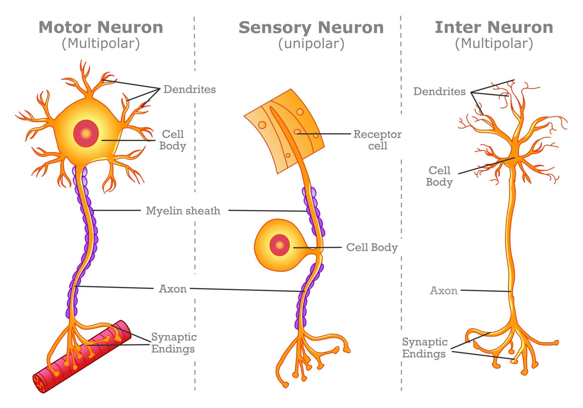 Interneuron interneuron