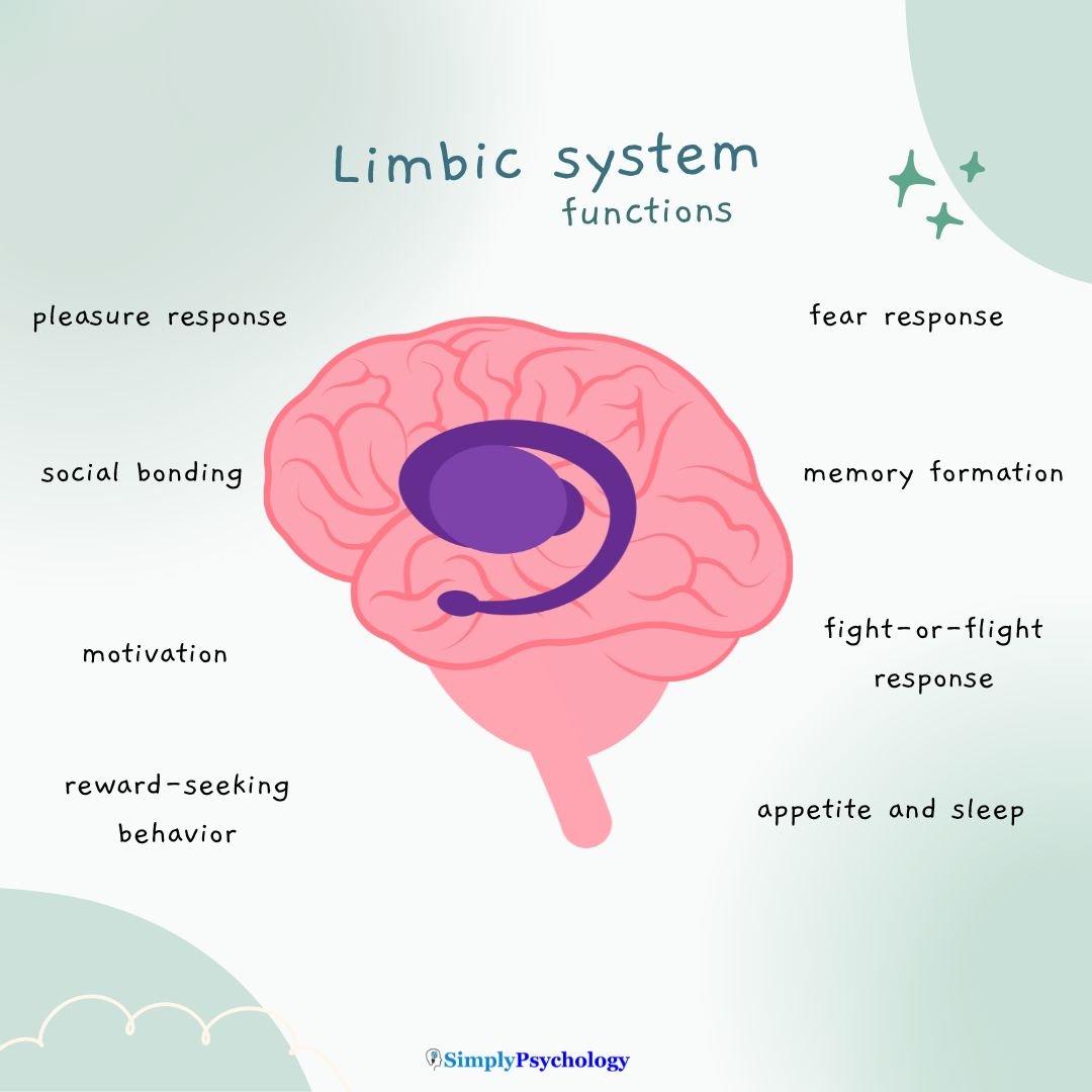Limbic System Title reads: limbic system functions. outline of a brain with the limbic areas highlighted in purple with functions of the limbic system surrounding this image such as memory formation, fear response, and reward-seeking behavior