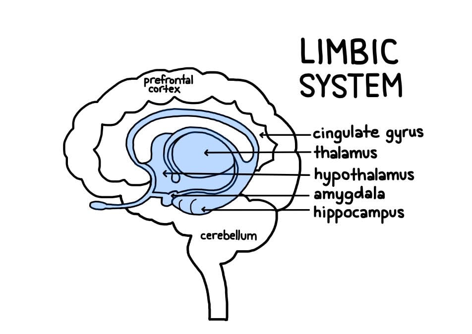 Limbic System Structures limbic system structures