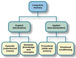 Long-Term Memory in Psychology: Types, Capacity & Duration 29 long term memory