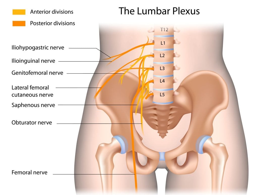 Spinal Nerves: Anatomy, Function, Diagram, Number, & Facts 5 lumbar plexus