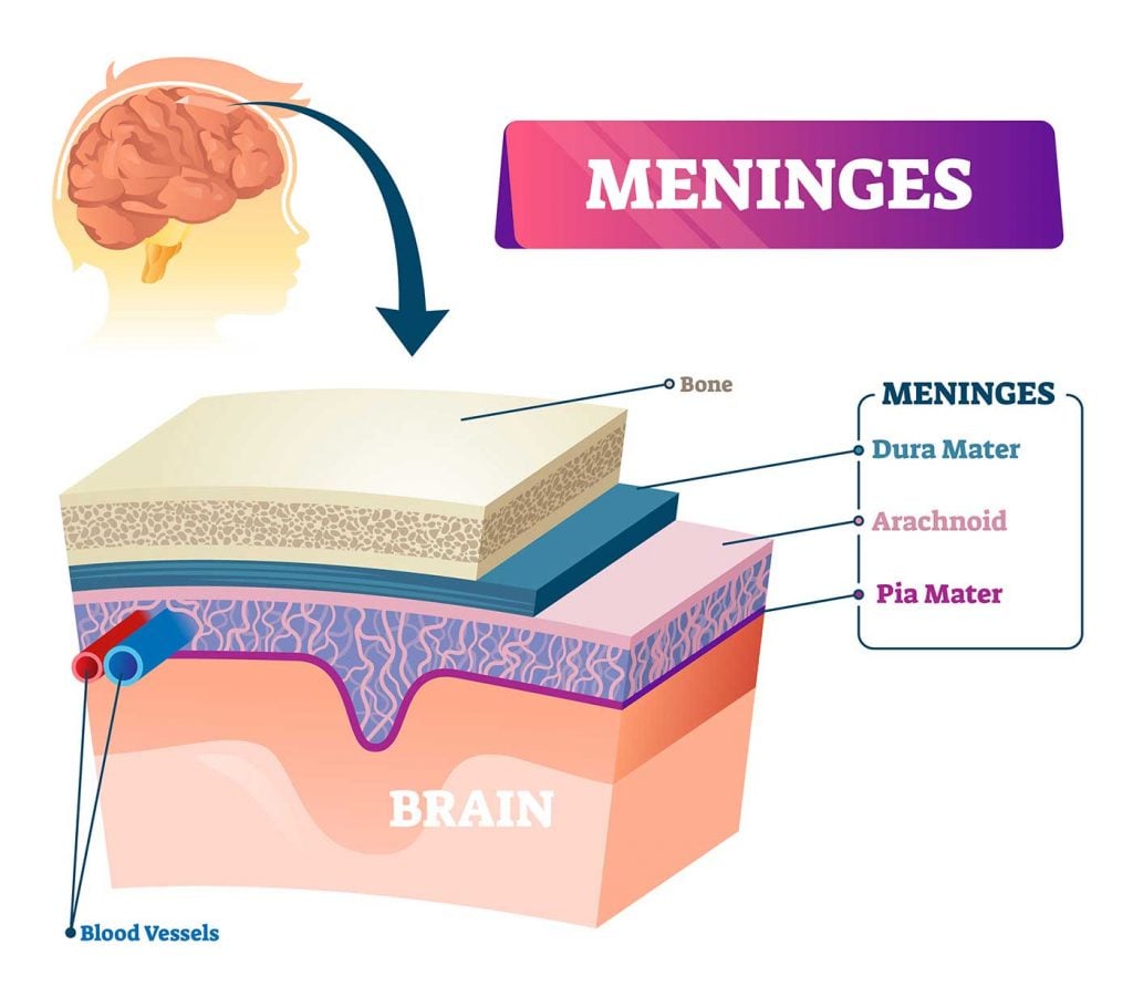 Structure and Function of the Central Nervous System 7 Meninges