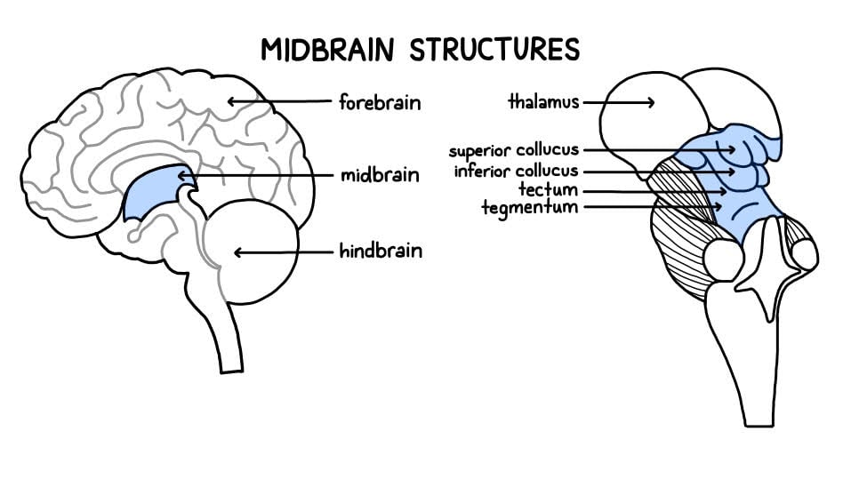 Divisions of the Brain: Forebrain, Midbrain, Hindbrain 4 midbrain structures