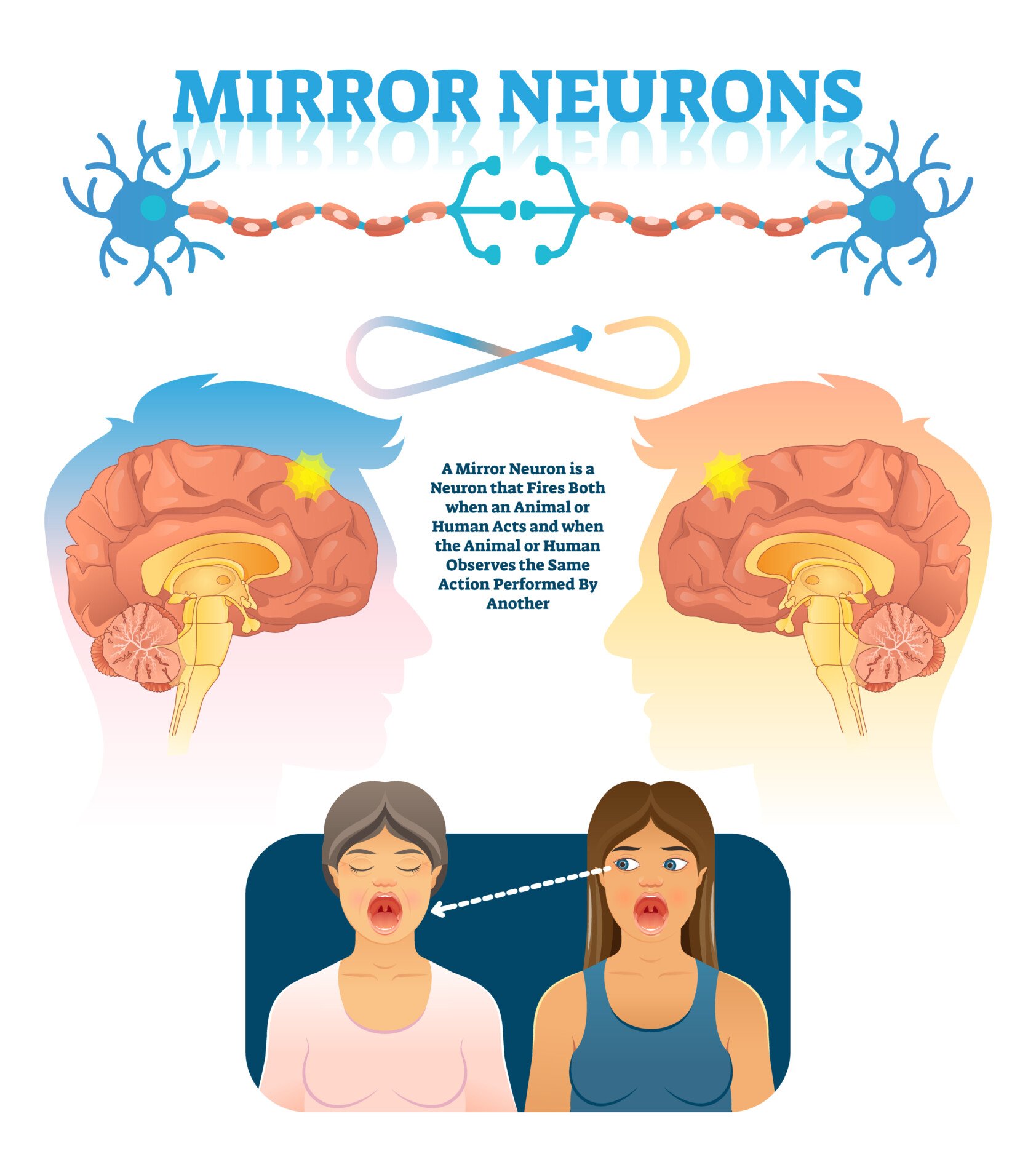 Mirror Neurons mirror neurons