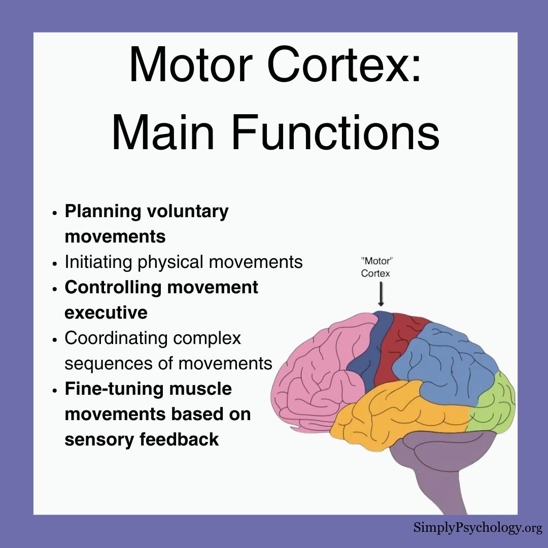 Motor Cortex Functions An infographic titled Motor Cortex Functions with a list of some of the basic functions and an image of the brain with the motor cortex labelled