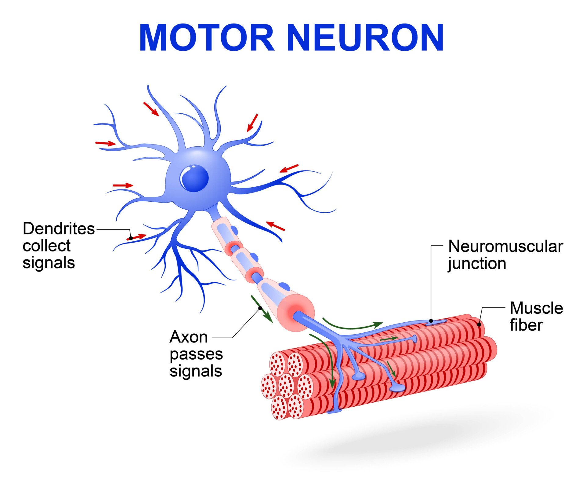 Motor Neuron structure of a motor neuron. Includes dendrites, cell body with nucleus, axon, myelin sheath, nodes of Ranvier and muscle fiber