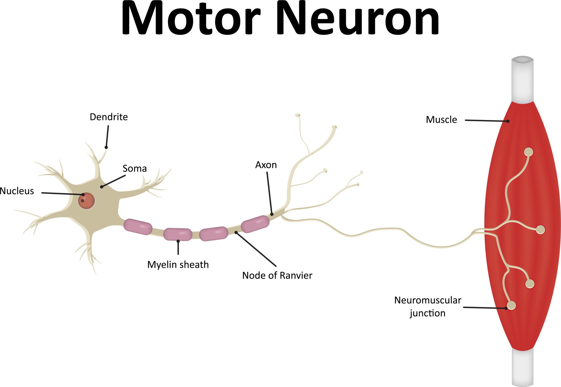 Motor Neuron motor neuron