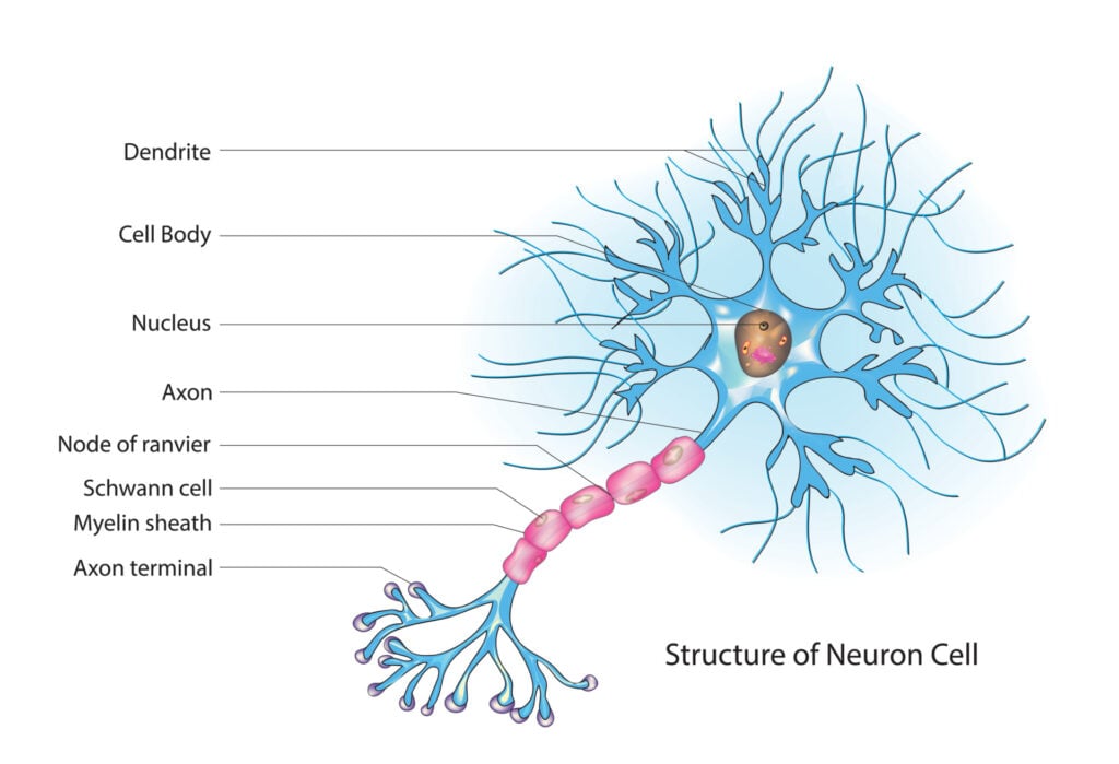 An Easy Guide to Neuron Anatomy with Diagrams 6 Illustration of a nerve cell and the parts labelled such as the nucleus, axon, and myelin sheath