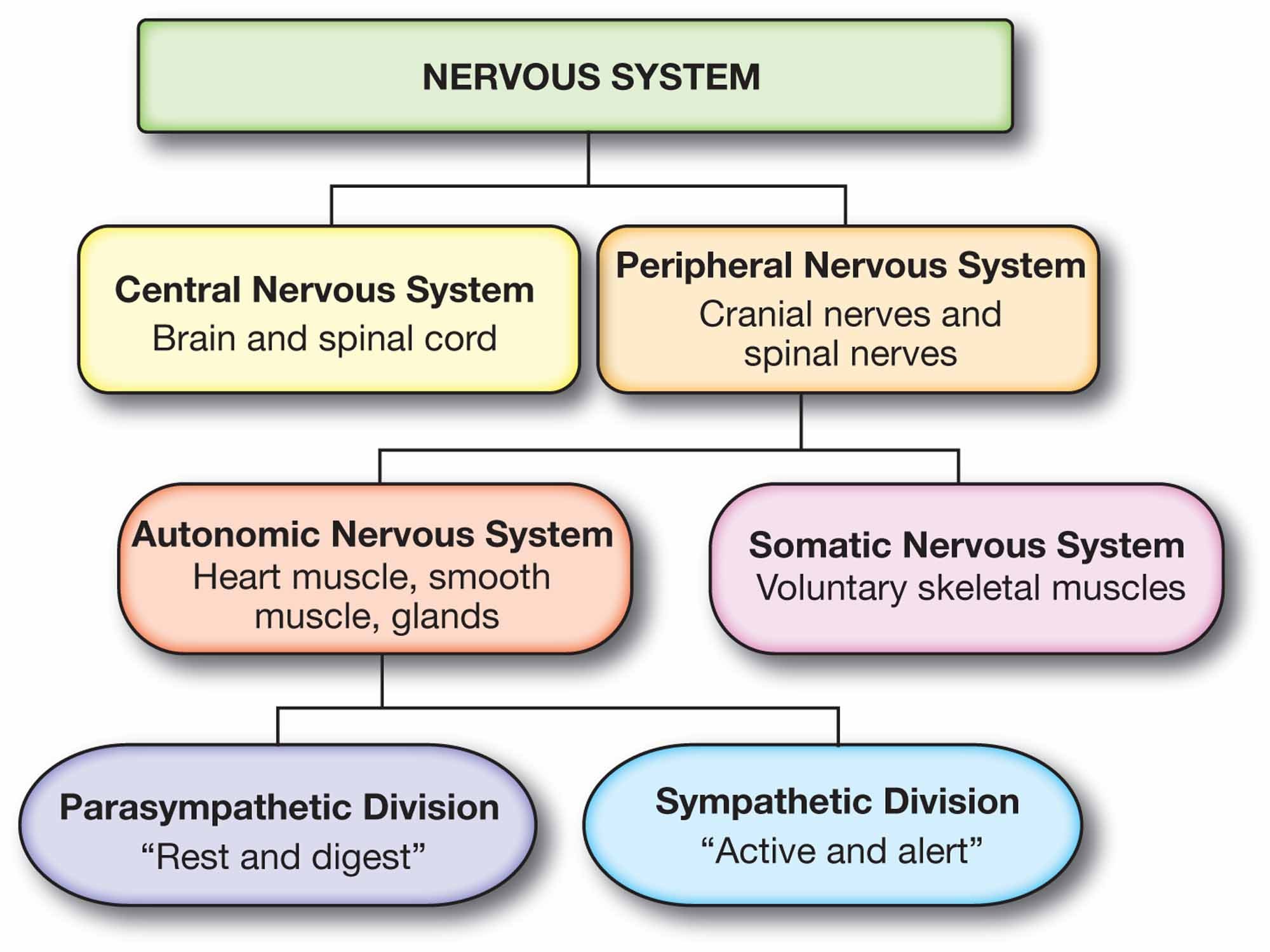 Peripheral Nervous System (PNS): Parts and Function 2 nervous system flowchart