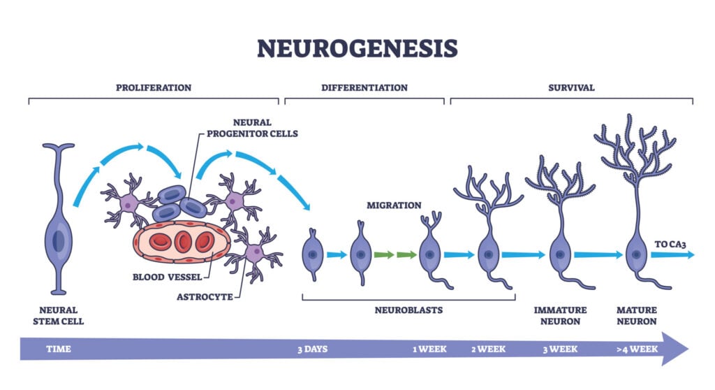 What is Neurogenesis? 2 neurogenesis