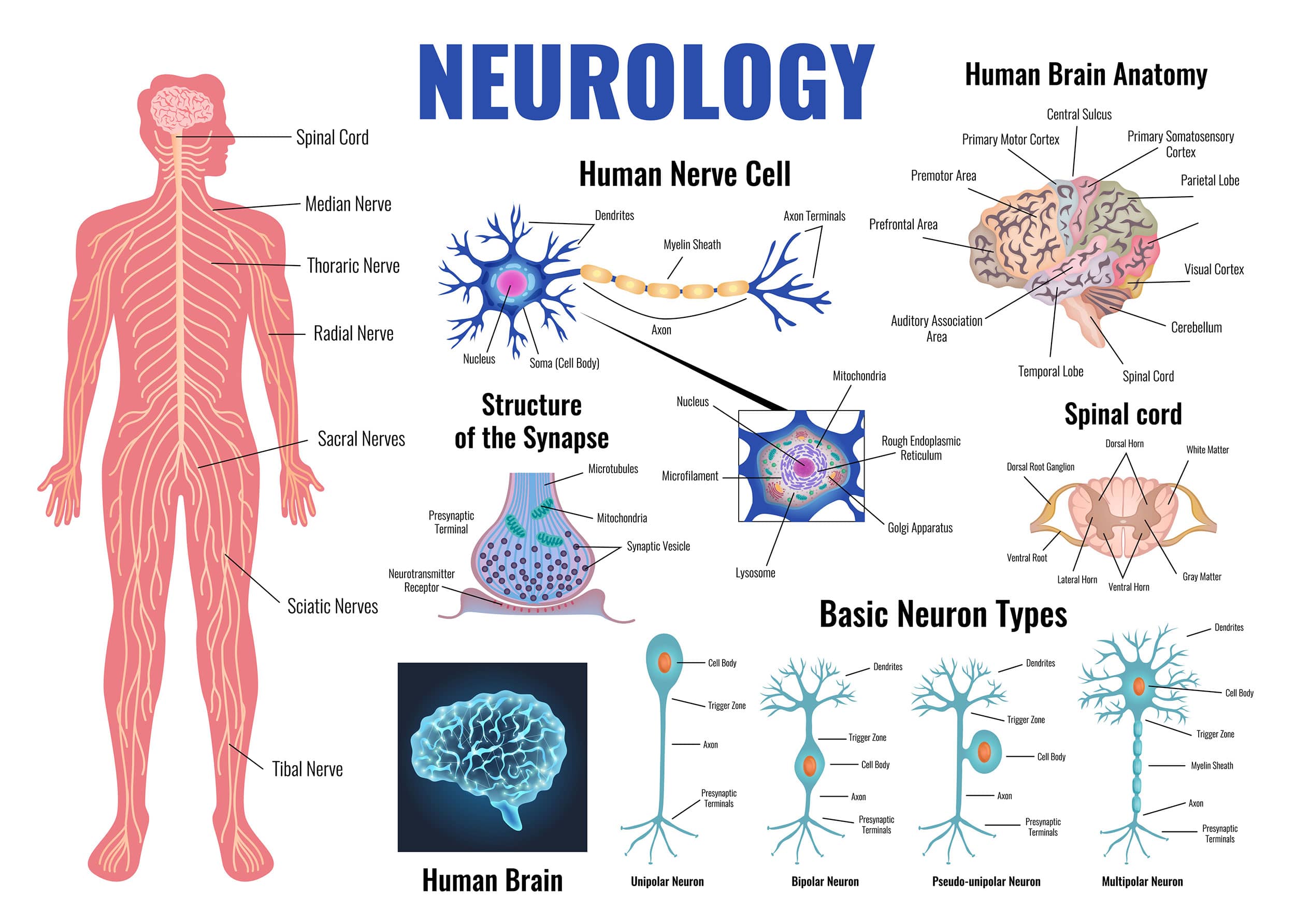 What is Neuroscience: Overview, History, & Major Branches 2 Neurology And Human Brain Set