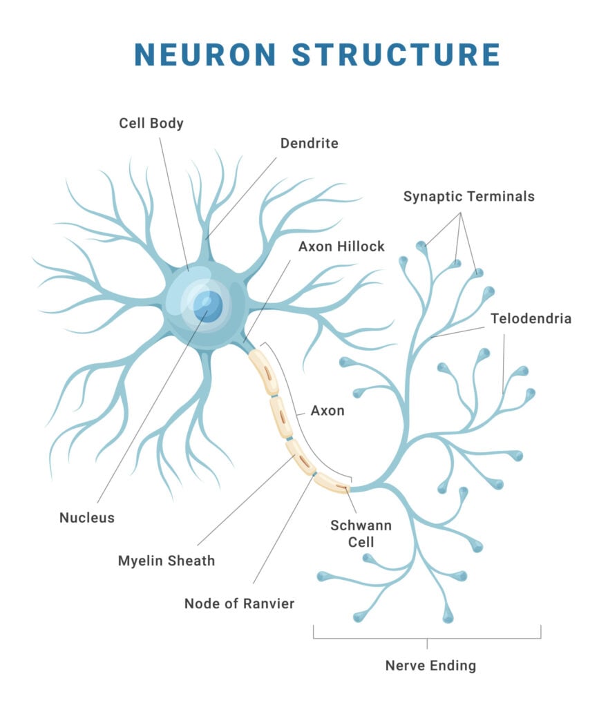 An Easy Guide to Neuron Anatomy with Diagrams 7 an illustration of a neuron with all the parts labelled including the axon, cell body, and dendrites