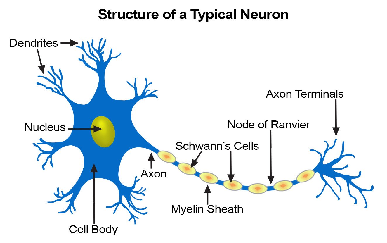 What is Neuroscience: Overview, History, & Major Branches 3 neuron structure
