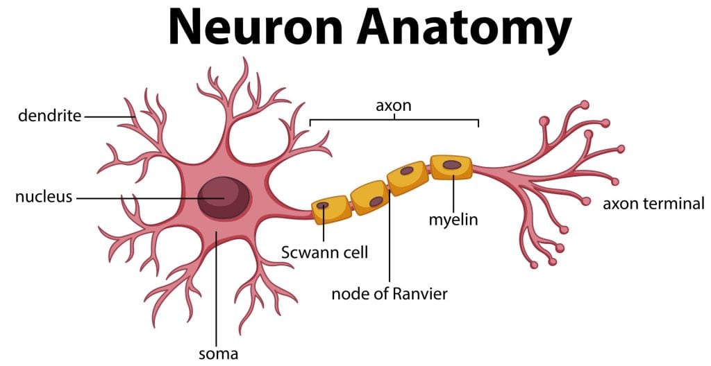 An Easy Guide to Neuron Anatomy with Diagrams 3 Diagram of Neuron Anatomy