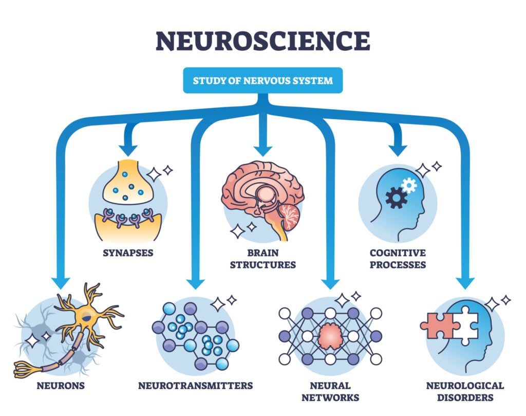 What is Neuroscience: Overview, History, & Major Branches 7 A diagram titled 'neuroscience' with arrows pointing to different areas of neuroscience including brain structures, neurons, neurotransmitters, and cognitive processes