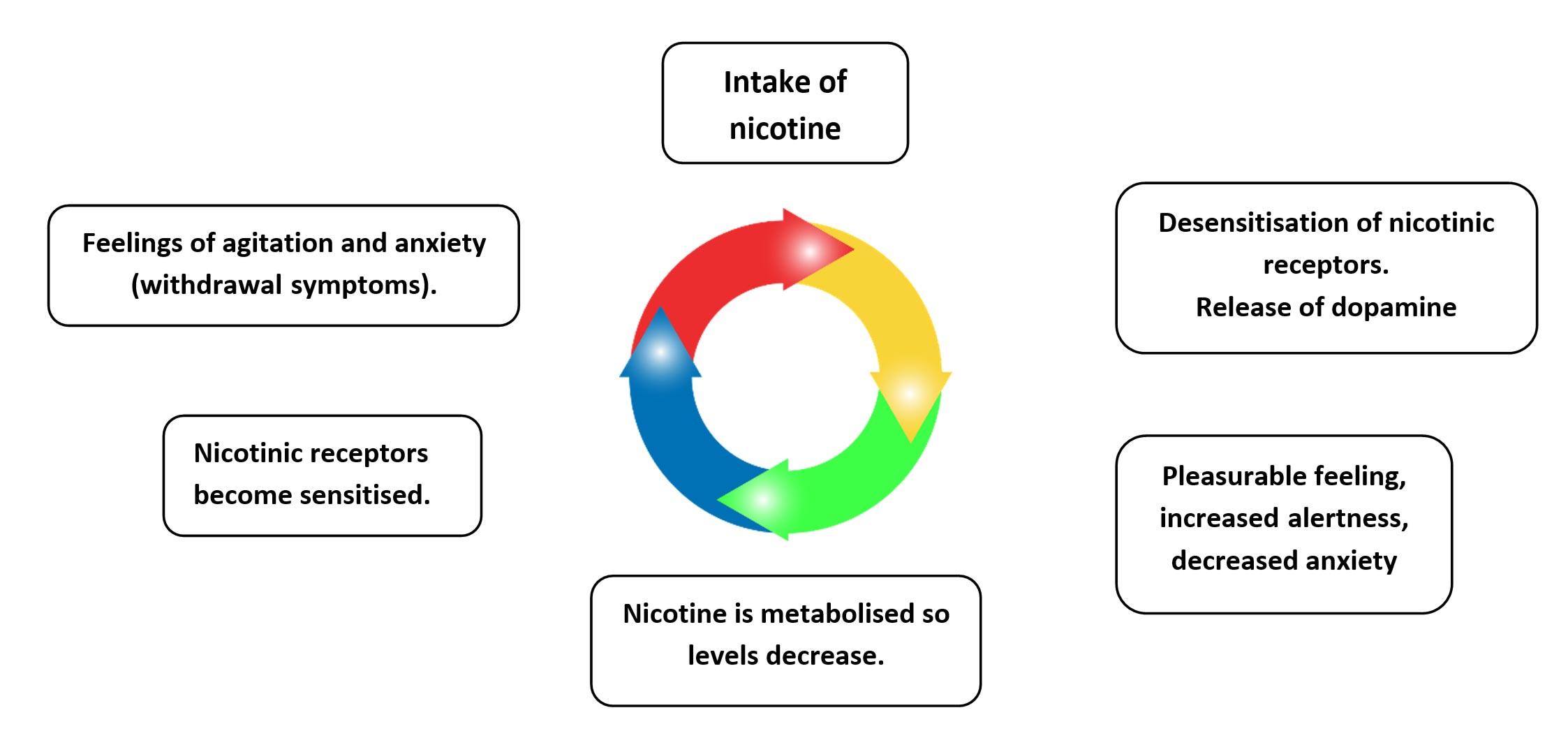 Addiction in Psychology: Revision Notes for A-level Psychology 1 Nicotine regulation model