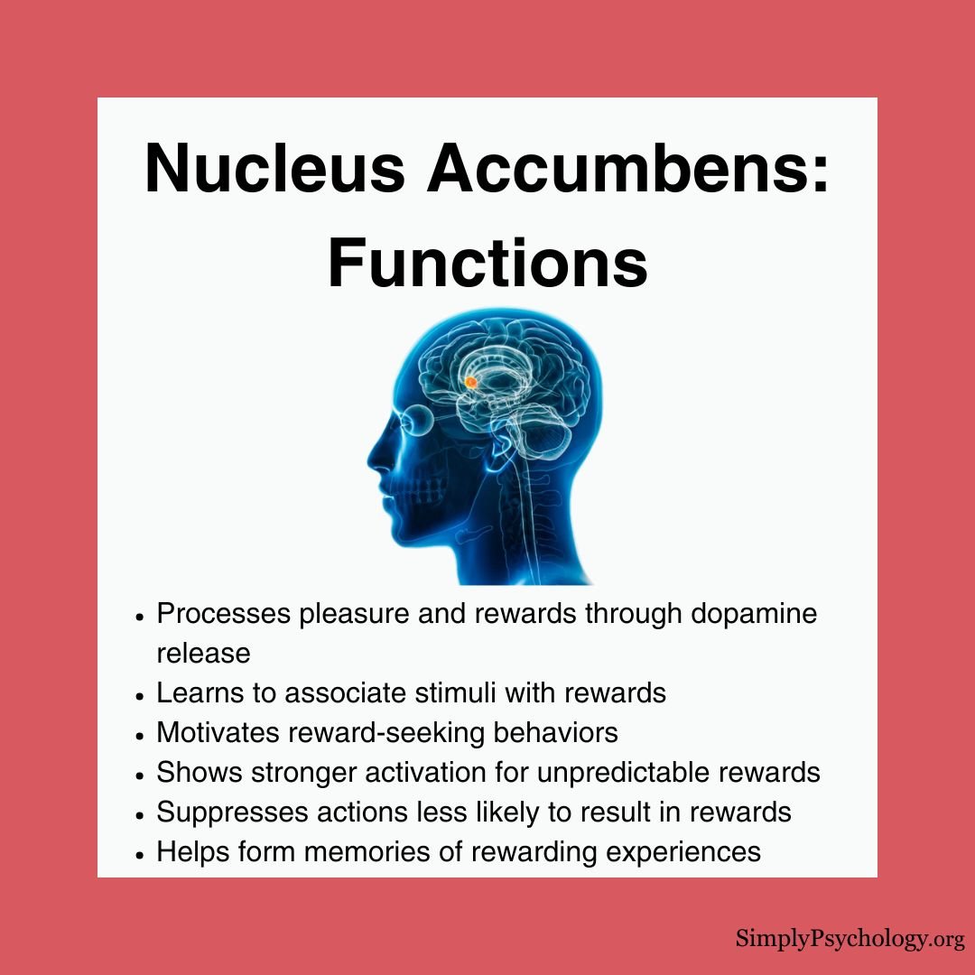Nucleus Accumbens Functions Title: "Nucleus accumbens: Functions" with an image of a brain x-ray with the nucleus accumbens highlights. 5 bullet points of different functions associated with rewards below: Processes pleasure and rewards through dopamine release Learns to associate stimuli with rewards Motivates reward-seeking behaviors Shows stronger activation for unpredictable rewards Suppresses actions less likely to result in rewards Helps form memories of rewarding experiences