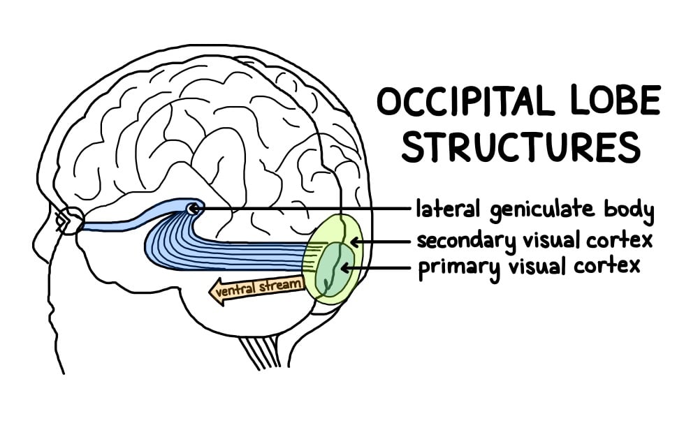 Occipital Lobe: Function, Location, and Structure 2 occipital lobe structure