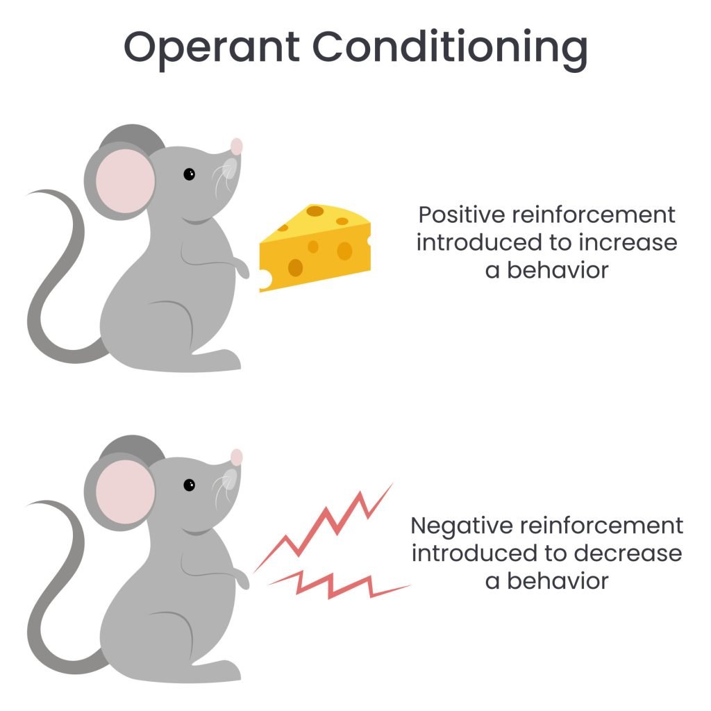 Operant Conditioning: What It Is, How It Works, and Examples 3 Operant Conditioning Reinforcement 1