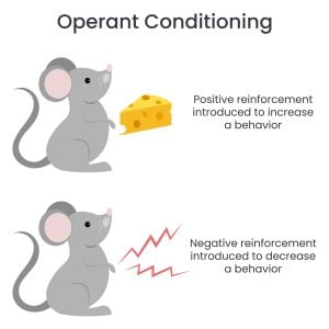 Negative Reinforcement 20 Operant Conditioning Reinforcement 1