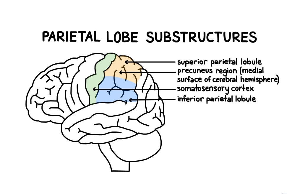 Parietal Lobe: Definition, Functions, Structure & Location 3 parietal lobe structure