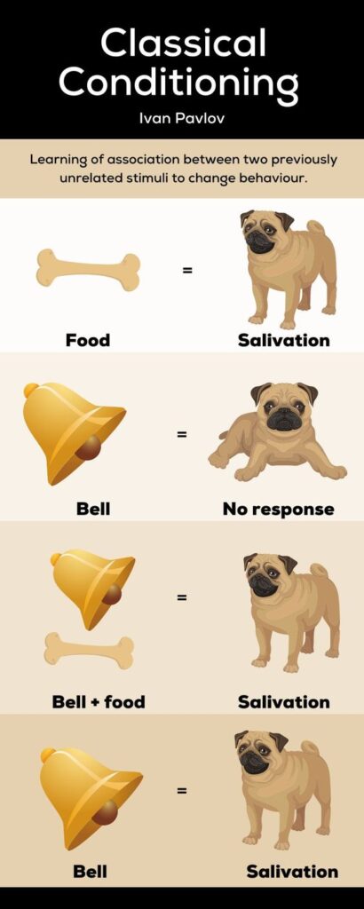 Pavlov’s Dogs Experiment and Pavlovian Conditioning Response 4 pavlovs dogs