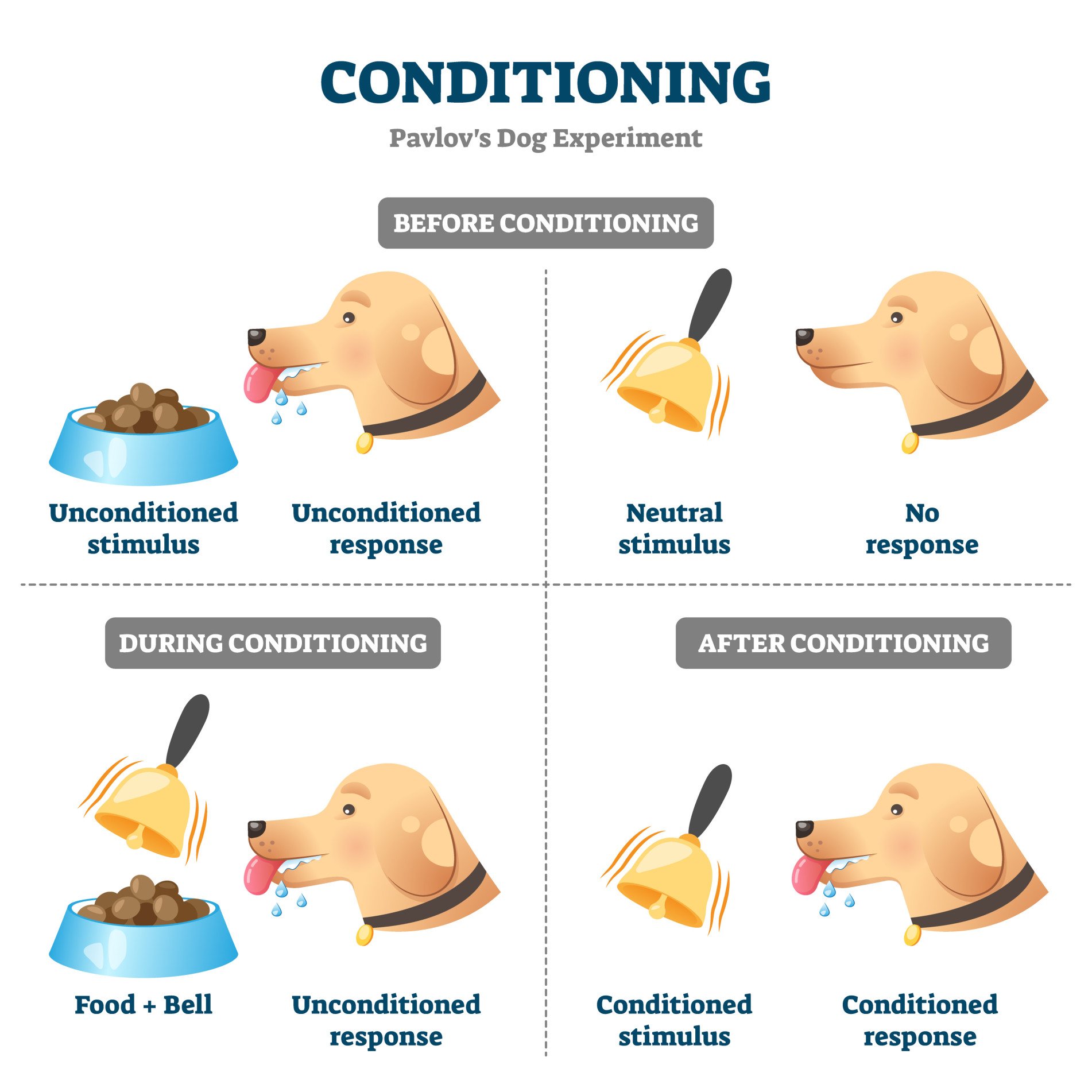 Conditioned Stimulus In Classical Conditioning 1 Simply Psychology Logo