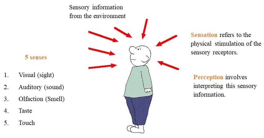 Visual Perception Theory In Psychology 1 perception vs sensation