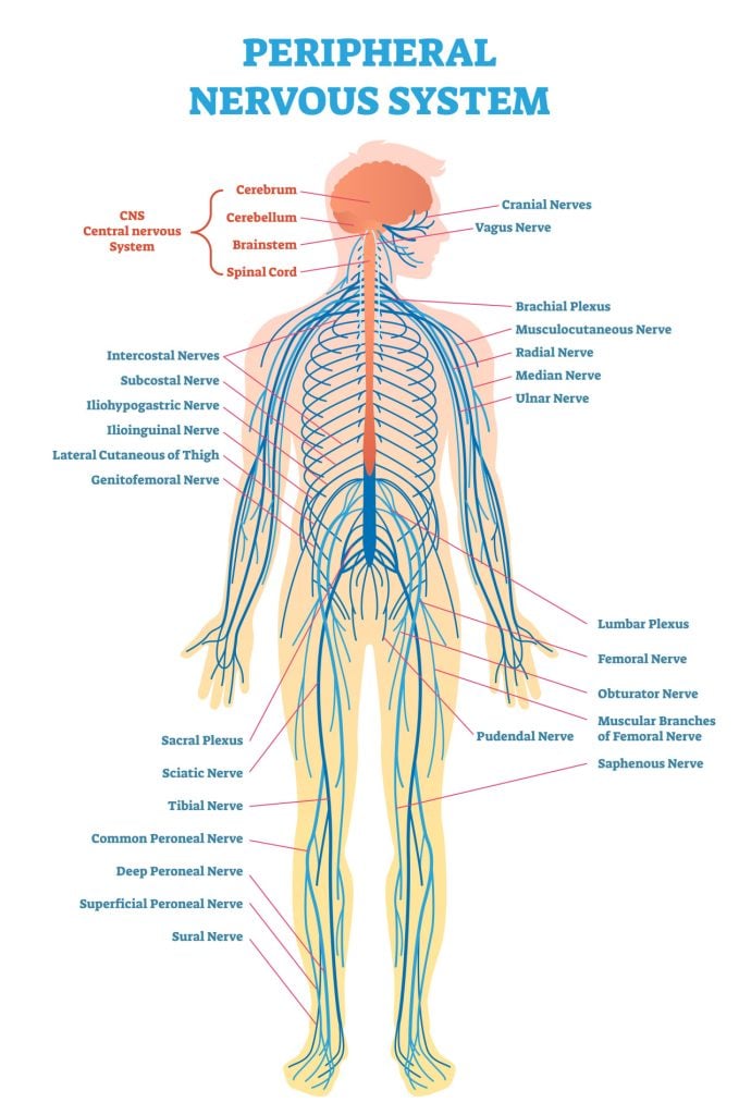 Peripheral Nervous System (PNS): Parts and Function 4 peripheral nervous system