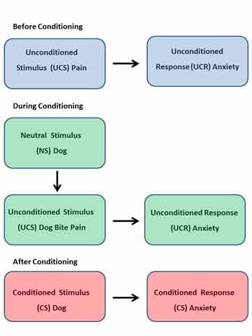 Clinical Psychology and Mental Health 4 phobia example