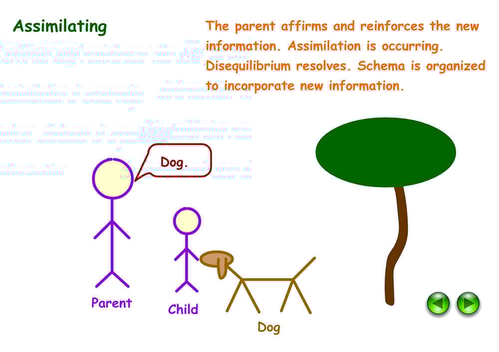 Understanding Accommodation and Assimilation in Psychology 6 piaget assimilation8