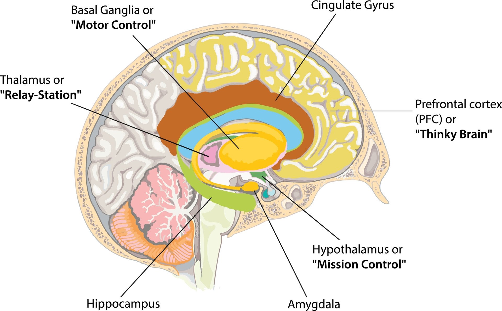 Prefrontal Cortex A sliced image of the brain with labels of different areas such as the prefrontal cortex, amygdala, and hippocampus