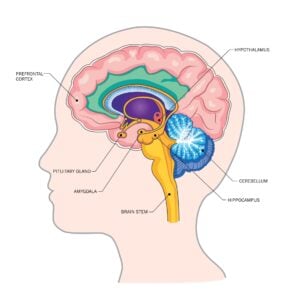 When Does the Prefrontal Cortex Fully Develop? 15 Outline of the human head and the brain with labelled areas such as the prefrontal cortex, cerebellum, and amygdala