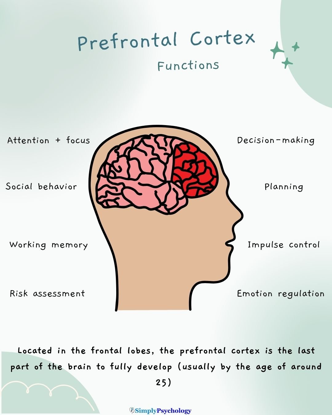 Prefrontal Cortex Functions An image of the prefrontal cortex inside the head, with functions of this area surrounding it e.g., decision-making, risk assessment, and emotion regulation.