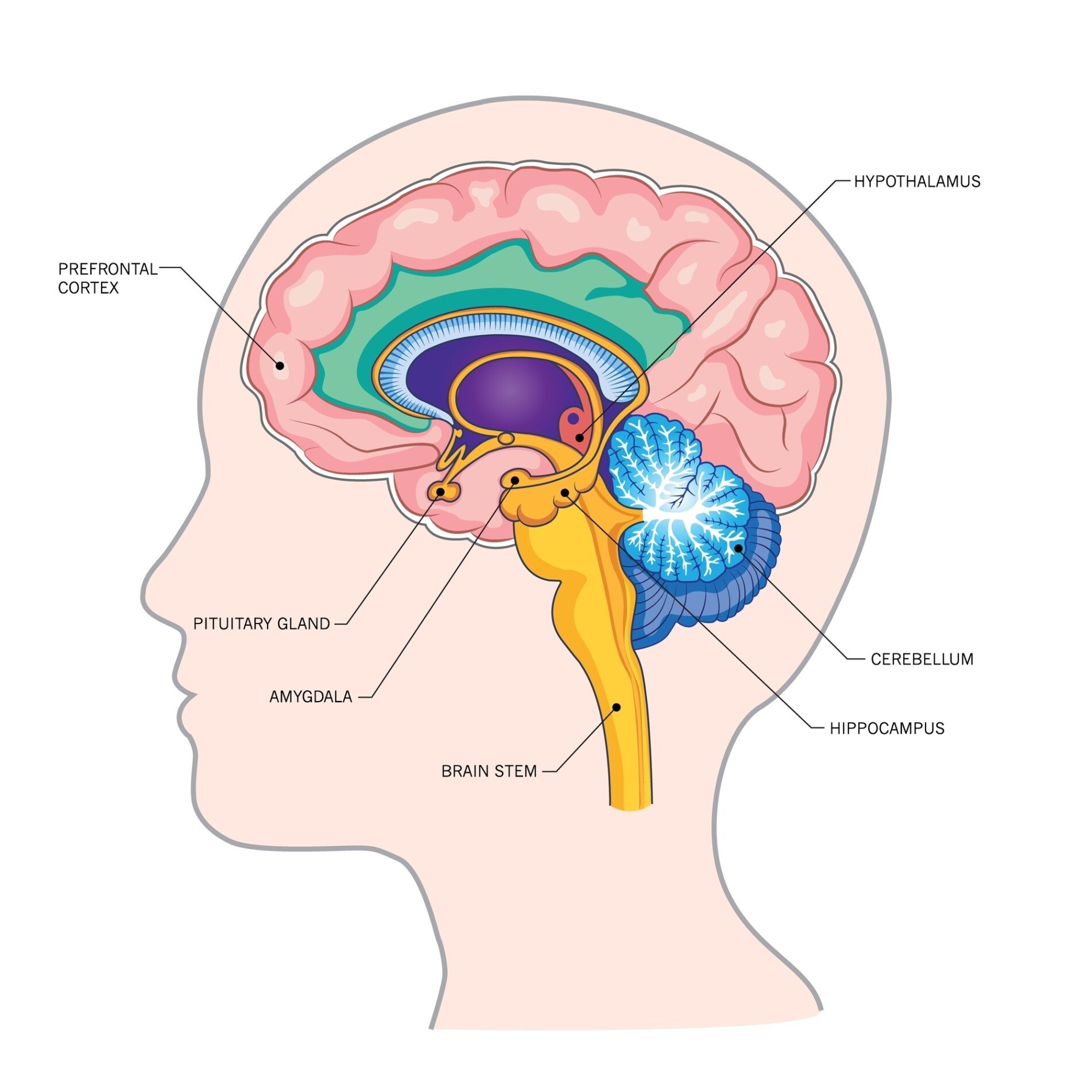 Prefrontal Cortex Outline of the human head and the brain with labelled areas such as the prefrontal cortex, cerebellum, and amygdala