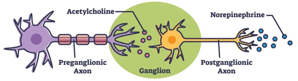 Sympathetic Nervous System: Functions & Examples 1 preganglionic and postganglionic neurons