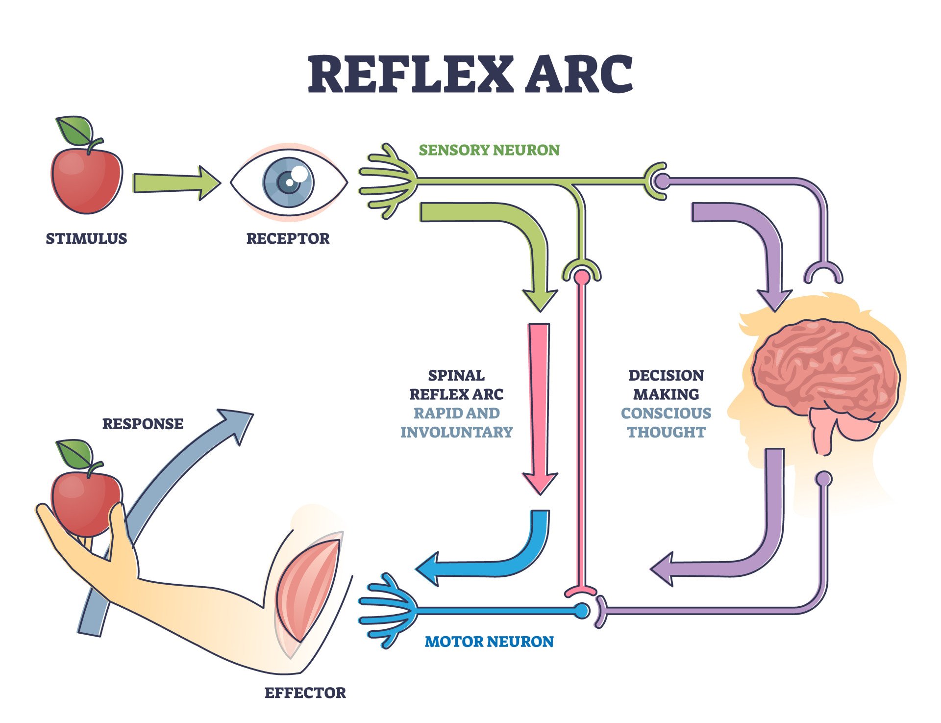 Reflex Arc: Somatic Nervous System Reflex ARC sensory neuron pathway from stimulus to response outline diagram. Labeled educational body neurology principle explanation with spinal involuntary and conscious thought vector illustration.