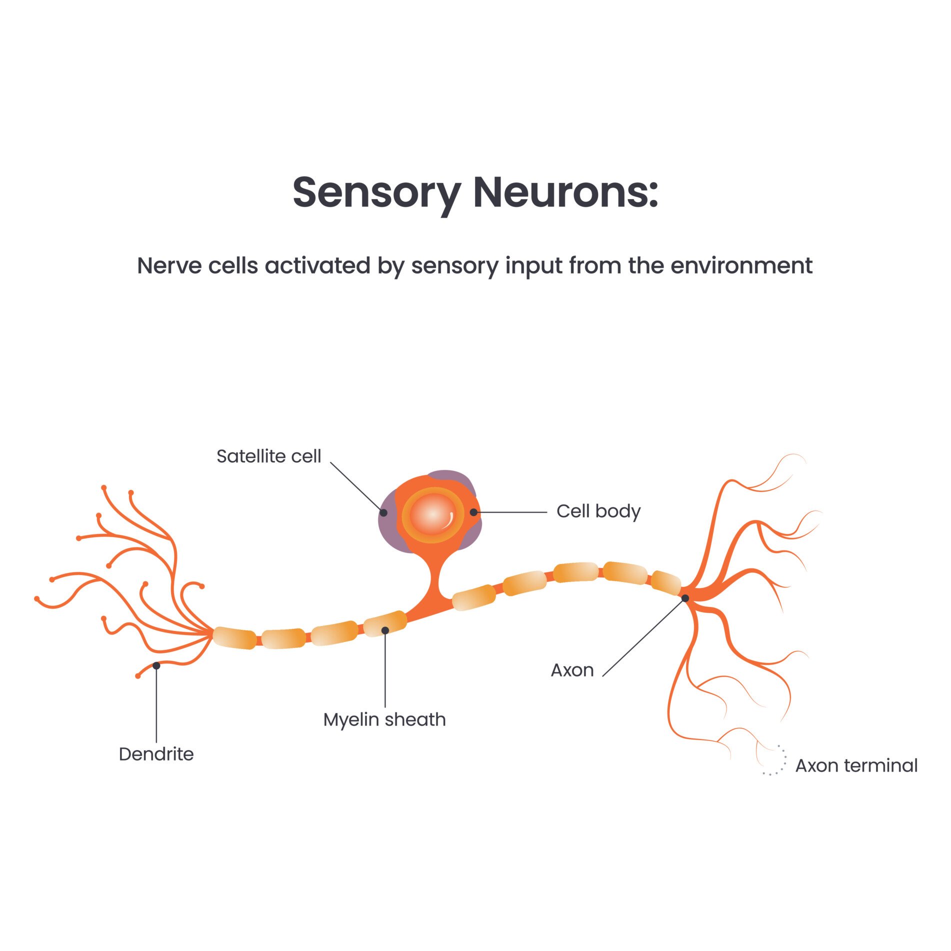 Sensory Neuron an illustration of a sensory neuron, with labelled parts