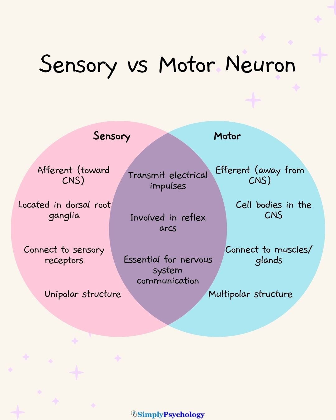 Sensory Vs Motor Neuron A venn diagram outlining the similarities and differences between sensory and motor neurons.