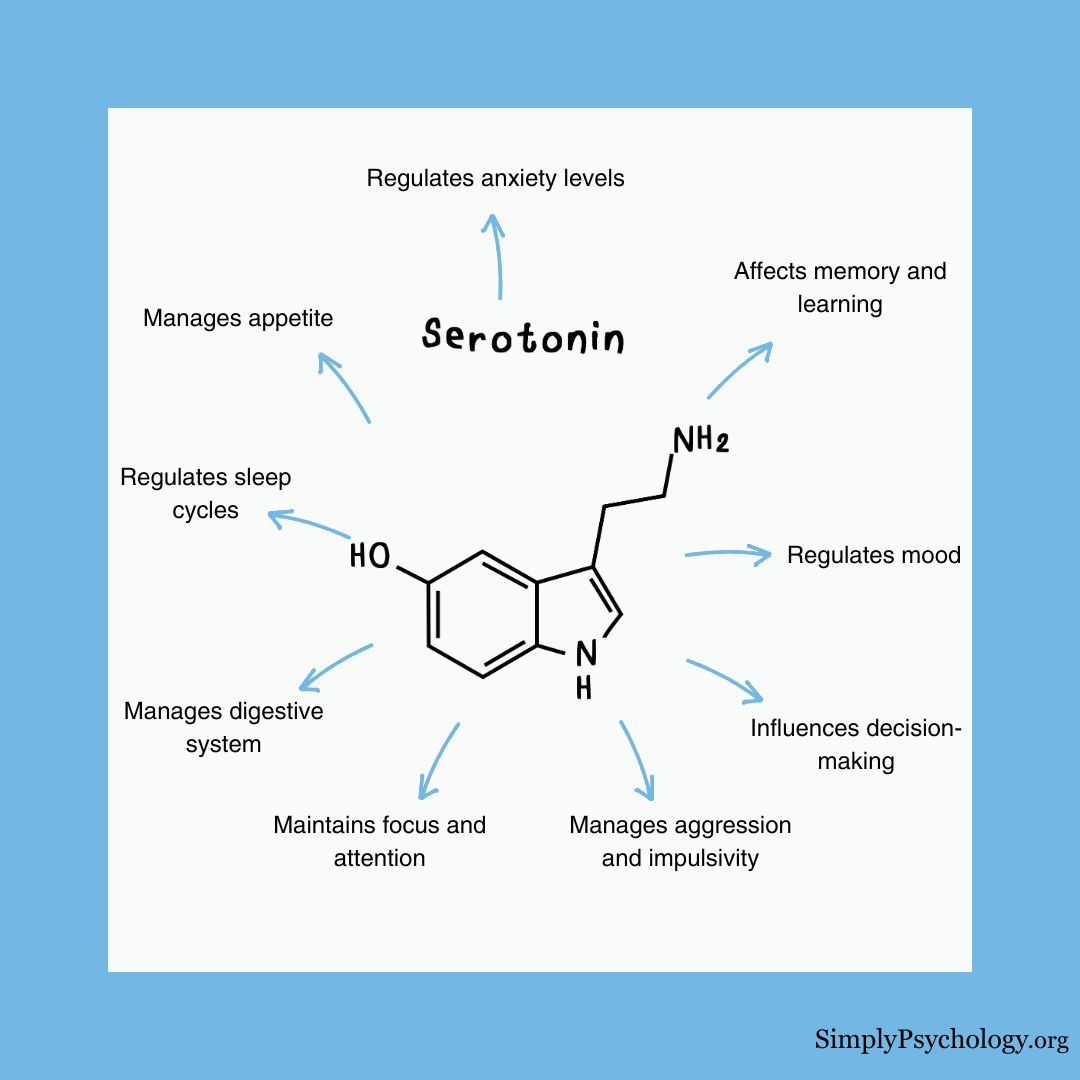 Serotonin Function A mindmap infographic with the chemical structure of serotonin in the centre and different functions surrounding it such as regulates mood, affects learning and memory, and manages digestive system.