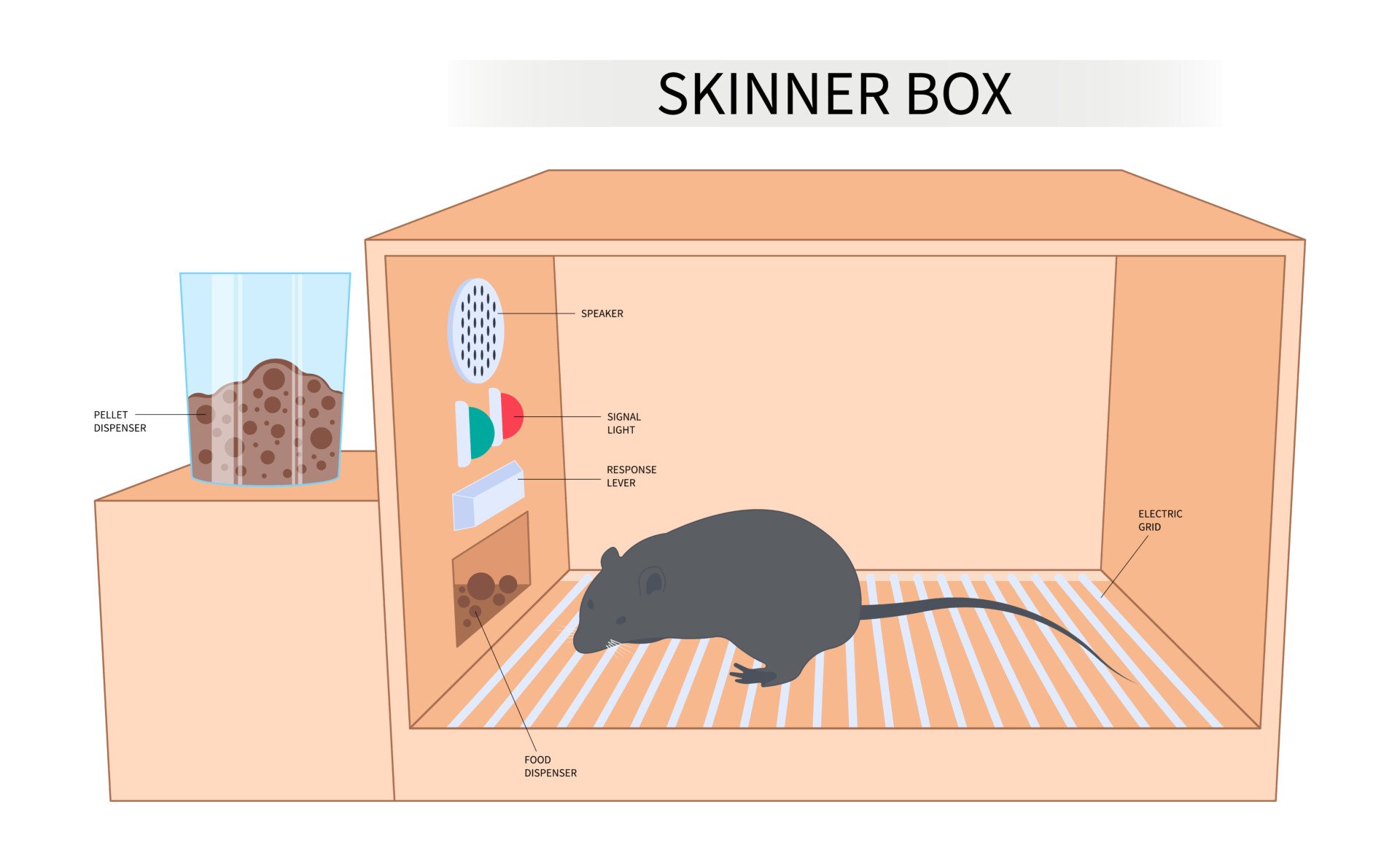 skinner-box skinner box 1