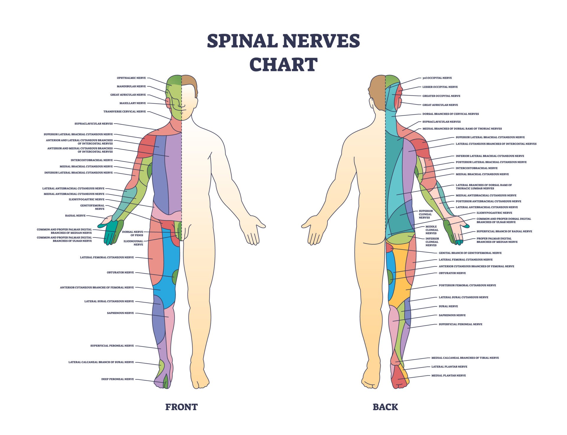 Spinal Nerves Chart Spinal nerves chart and medical neural network in human body outline diagram. Labeled educational scheme with front and back neurology explanation