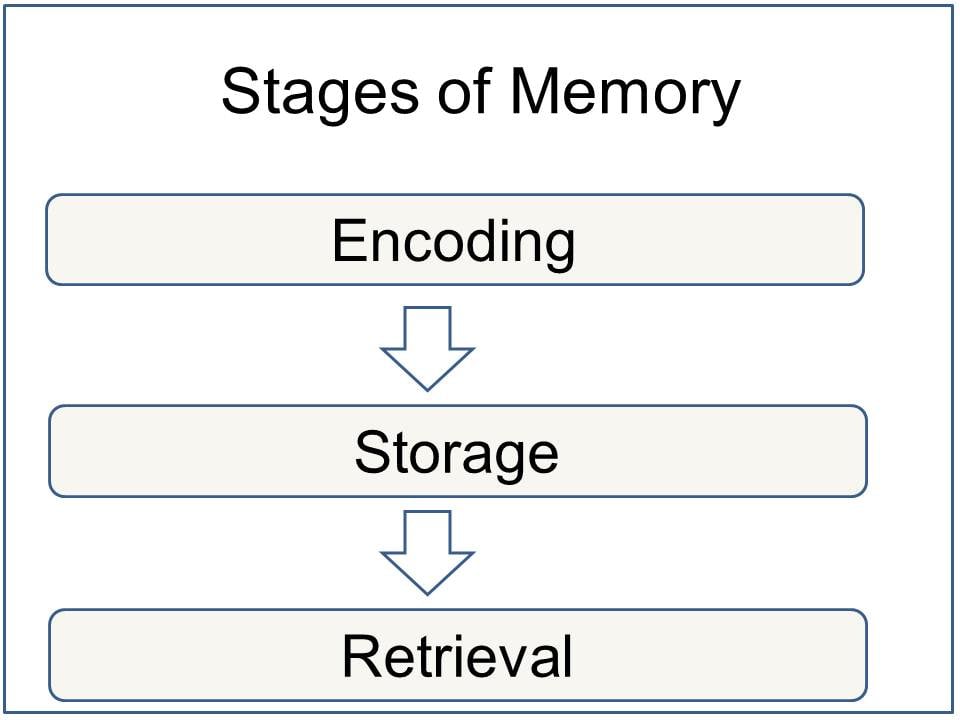 Memory Stages: Encoding Storage and Retrieval 1 Stages of Memory 1