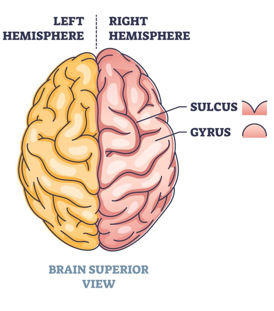 Gyri and Sulci of the Brain 3 sulcus gyrus