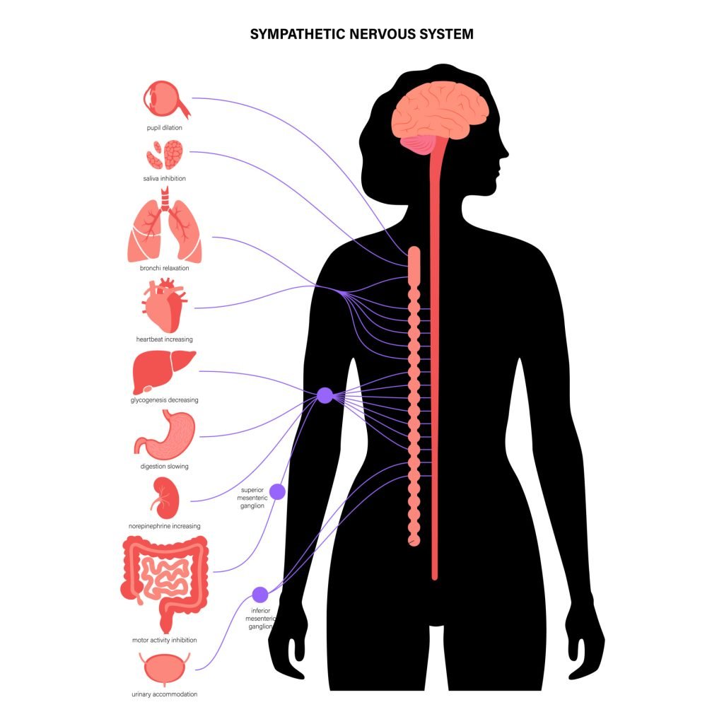 Autonomic Nervous System (ANS): What It Is and How It Works 2 Sympathetic Nervous System