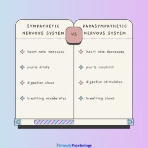 Sympathetic Vs Parasympathetic Nervous System 11 Sympathetic nervous system vs parasympathetic nervous system comparison table.