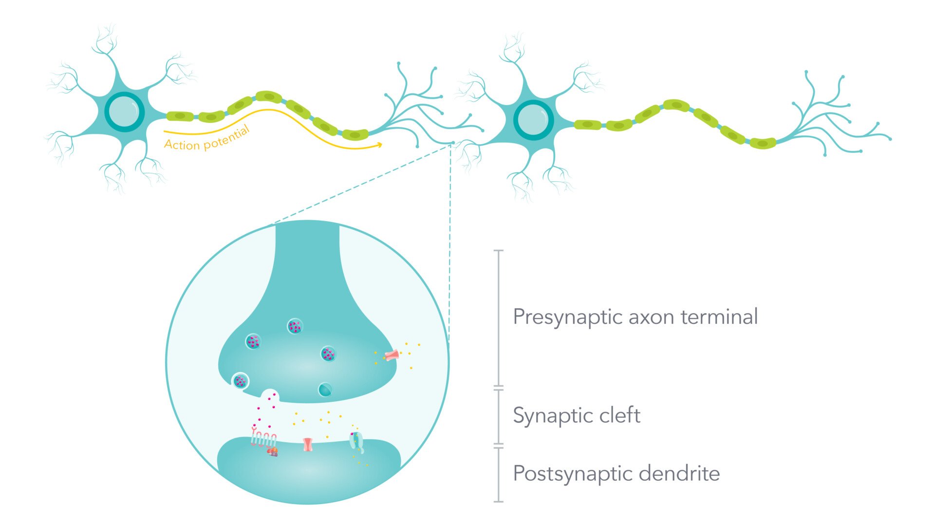 synapse a diagram of a neuron with a section focused on a synapse with labelled parts