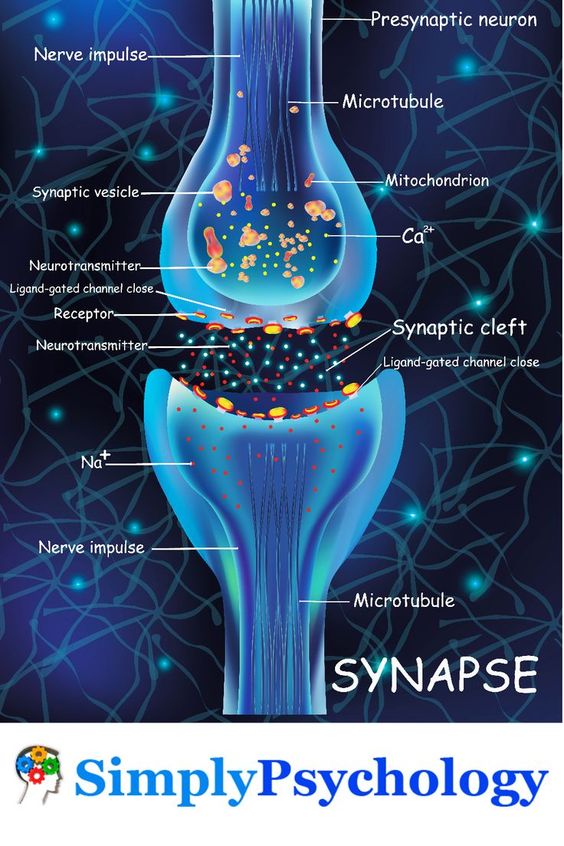 What Happens At The Synapse Between Two Neurons? 1 synapse gap