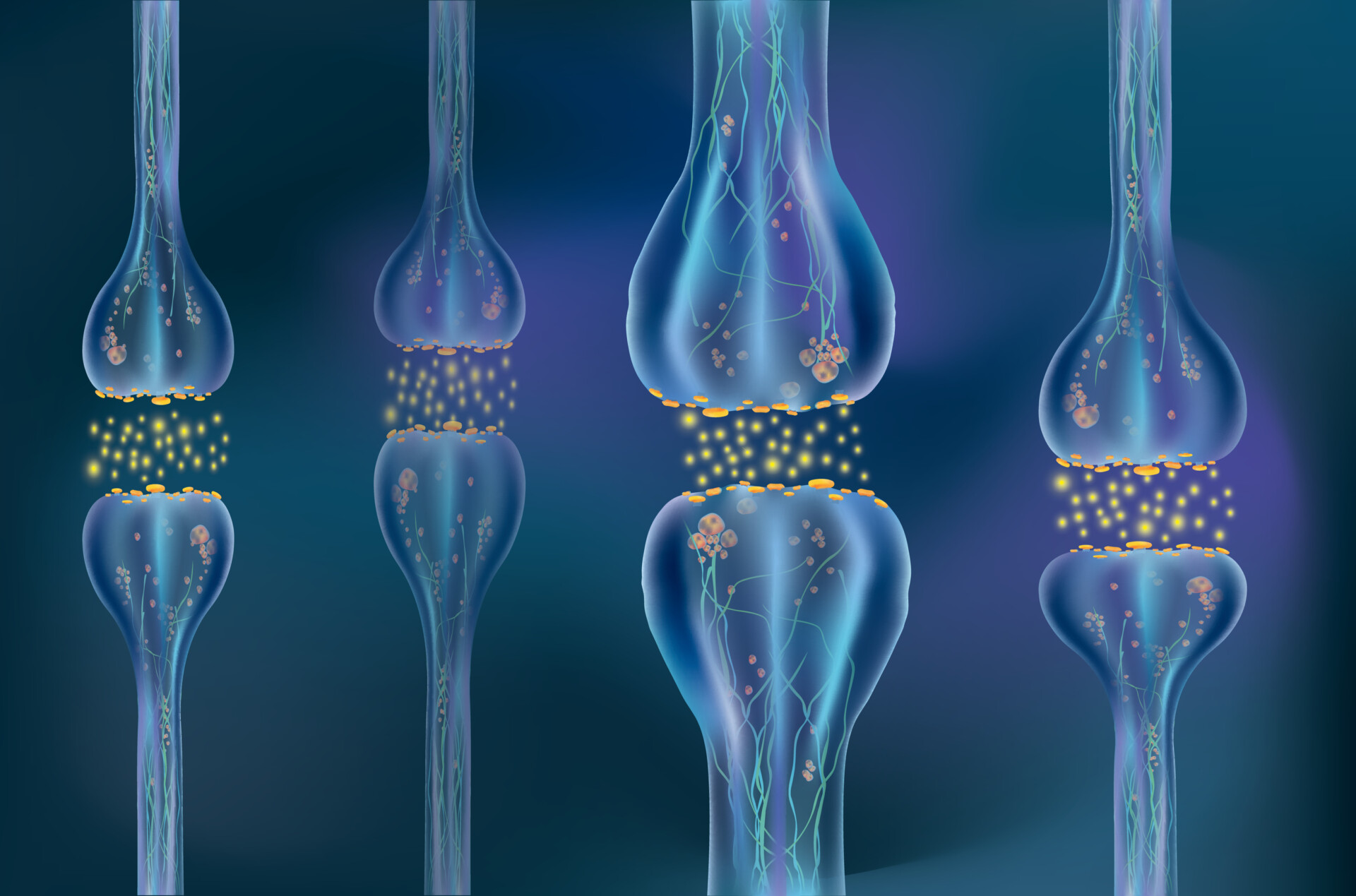 Synaptic Plasticity Close up image of synapses between many neurons.