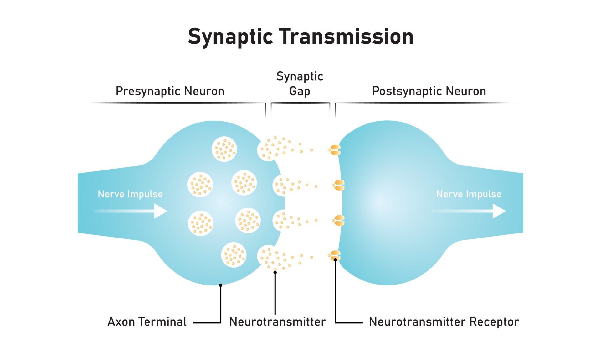 Synaptic Transmission A labelled diagram illustrating synaptic transmission between 2 neurons.